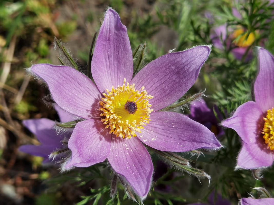 Pulsatilla vulgaris photo